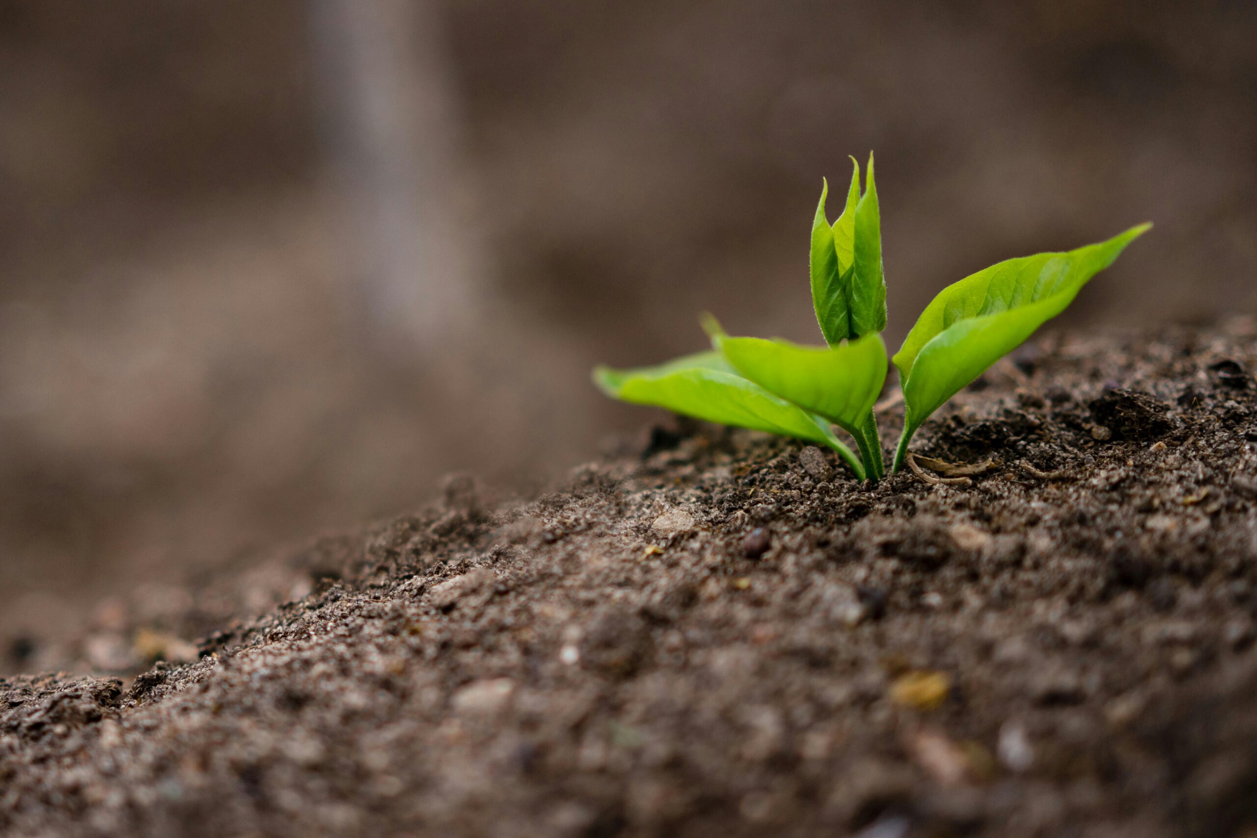 Seedling sprouting from soil symbolizing growth and nurturing.